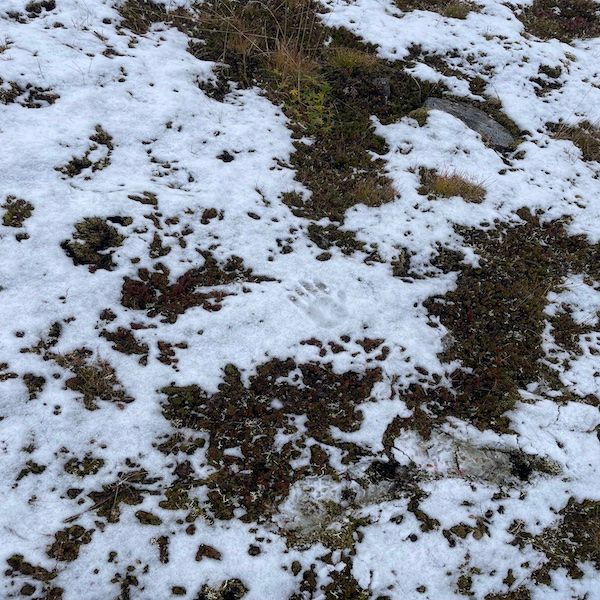 TRANSPORT by agnes olander thumbnail