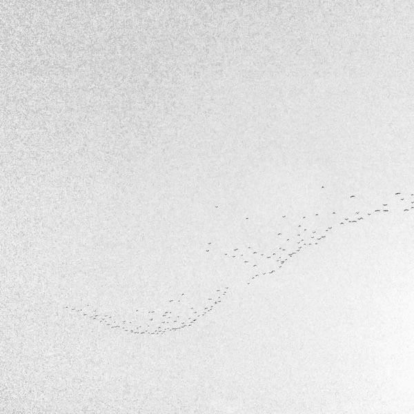 Ornithologie by James Graham thumbnail
