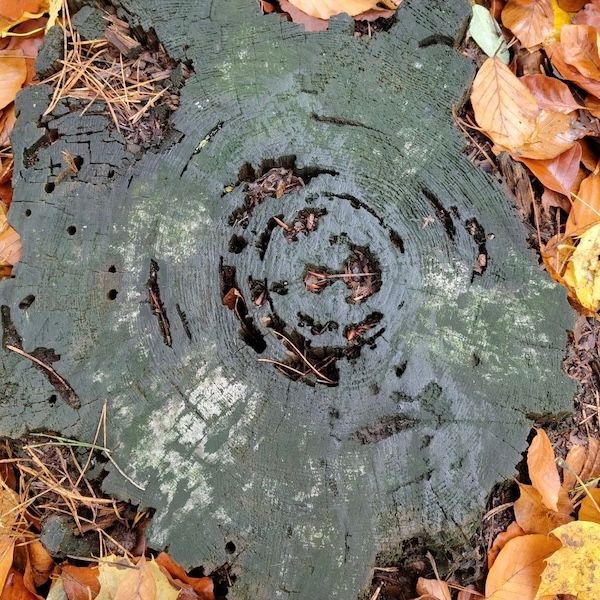 Collectibles: space rock special by Puddles thumbnail