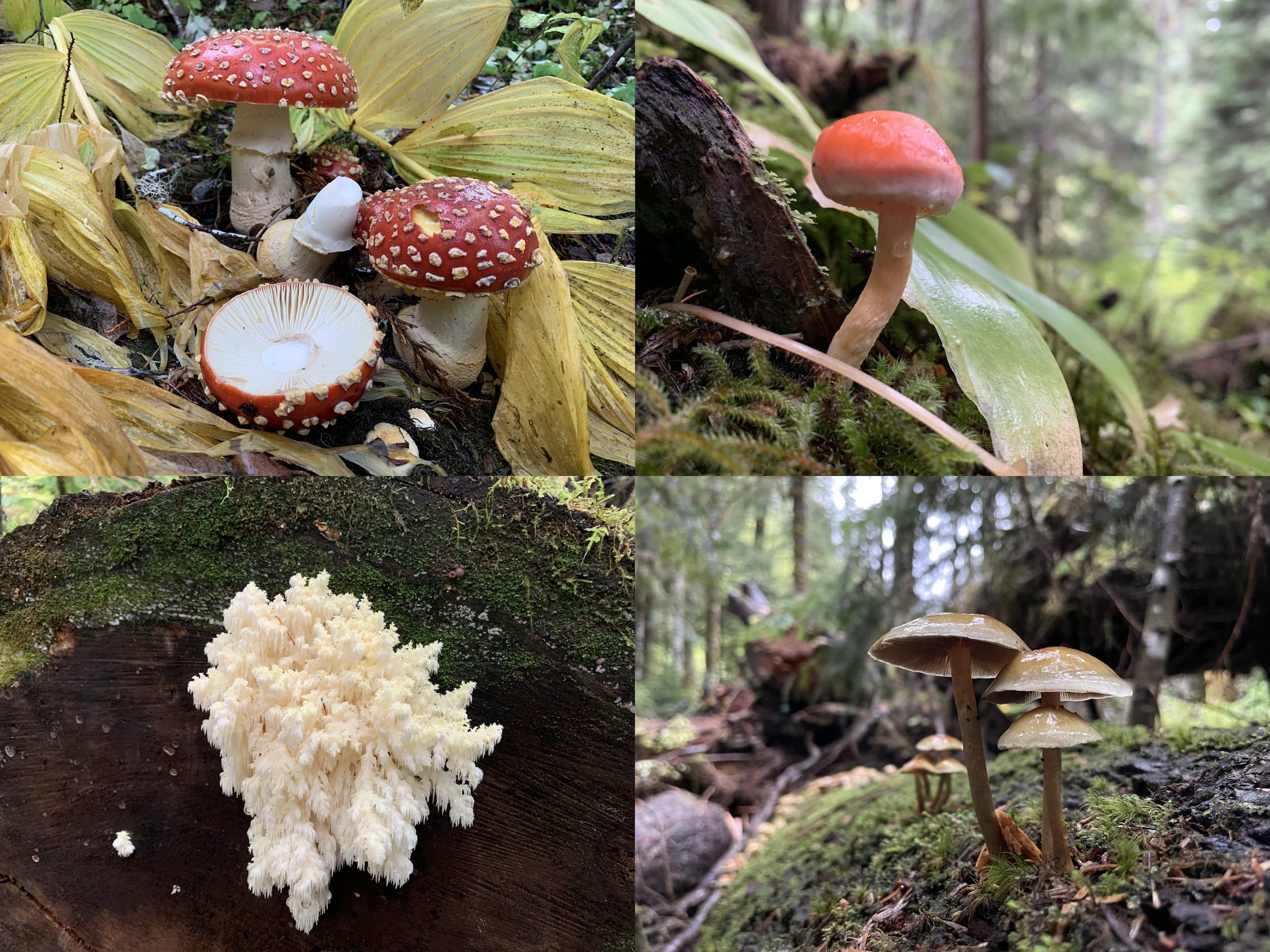 A collage of four different photos of mushrooms, red with white spots, small orange, fluffy white one on a log and a small cluster of slimy yellow white ones.