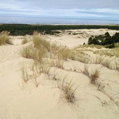 john-dellenback-dunes