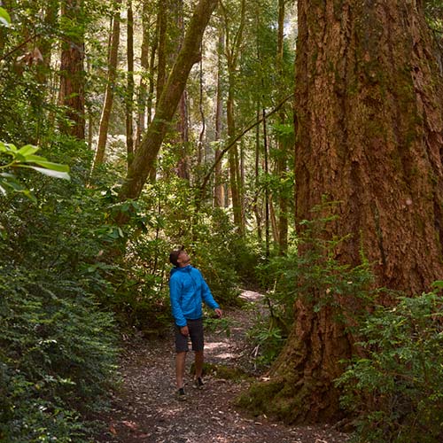 gold-beach-tour-old-growth