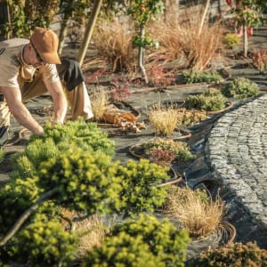 Bioretention Soil Mix - Gallery