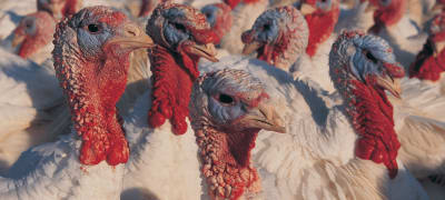 Turkey flock in poultry house
