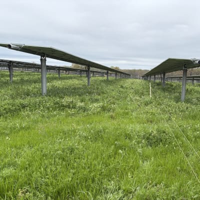 Flock moving through a solar installation