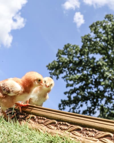 Baby chicks with Southland Organics Roost product