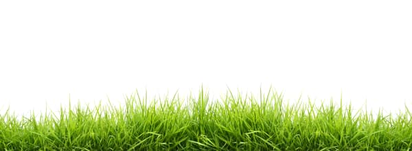 Lush green residential lawn — organic lawn care