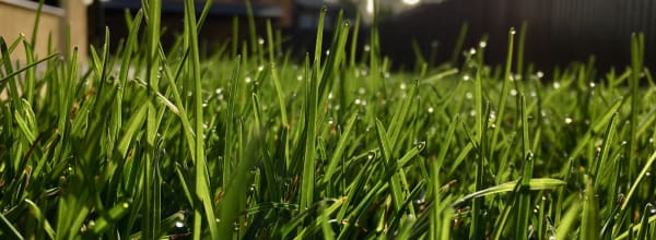 Professional turf field with deep green grass
