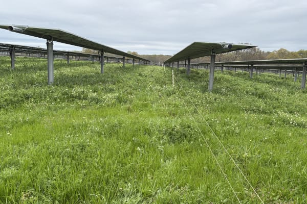 50-Acre Agrivoltaic Solar Site in Northeast Georgia