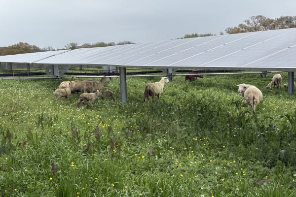 Solar grazing site in Northeast Georgia