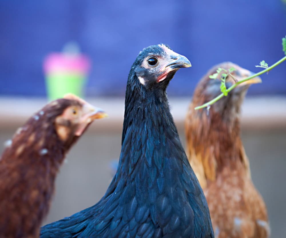 Young Australorp