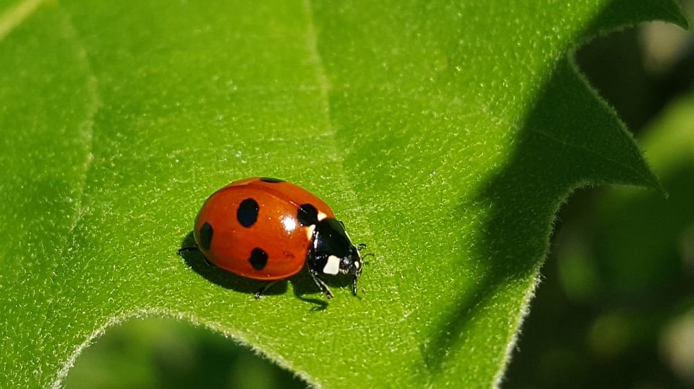 Ladybug