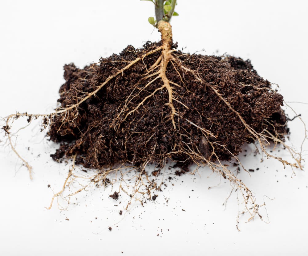 Healthy plant roots with improved soil structure