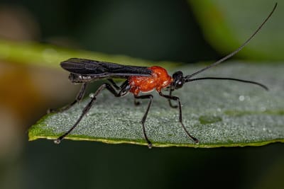 Braconid wasp