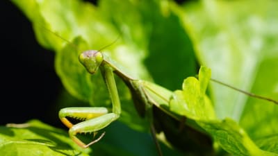 Praying mantis