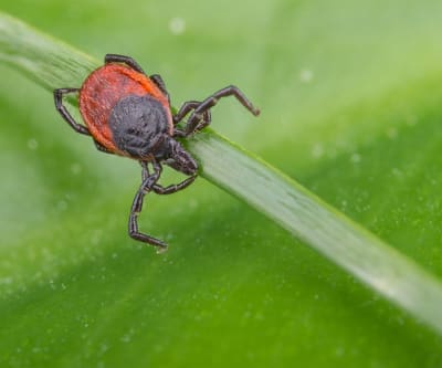 Deer tick