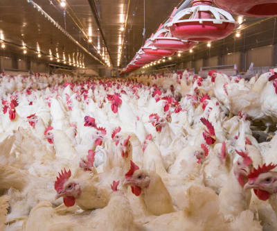 poultry industry