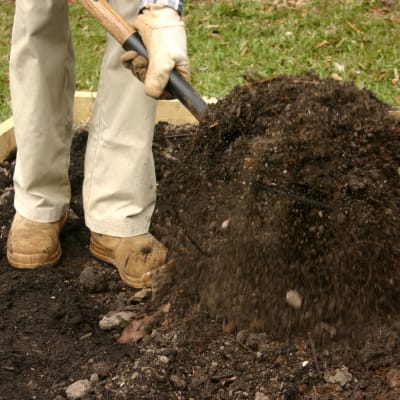 Chicken manure compost