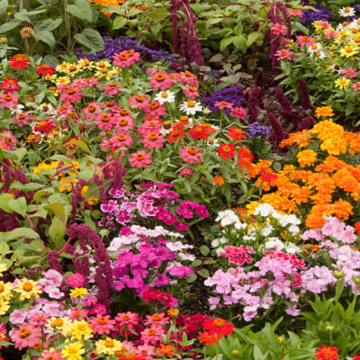 Flower beds