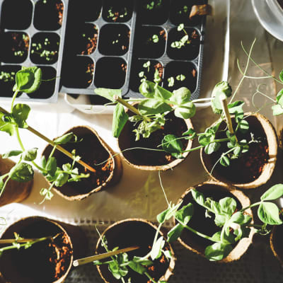 vegetable gardens