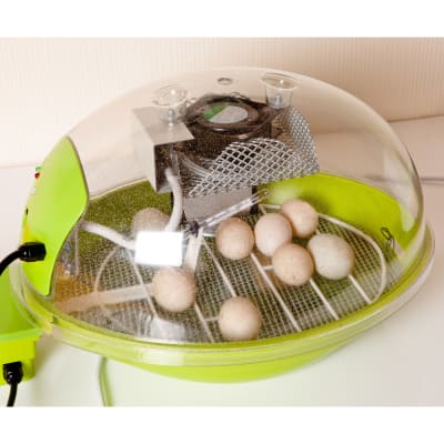 incubating eggs at home