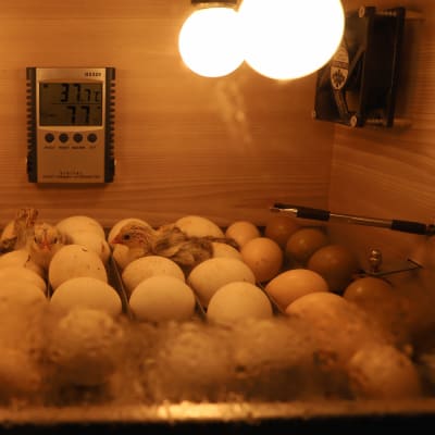 incubation process for chicken eggs