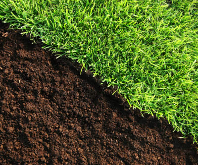 Green grass and soil surface without grass seed