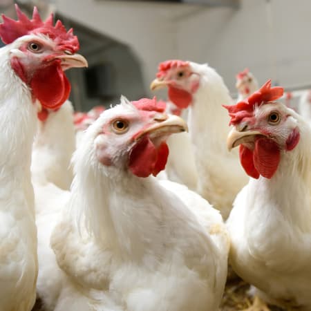 avian influenza 2023