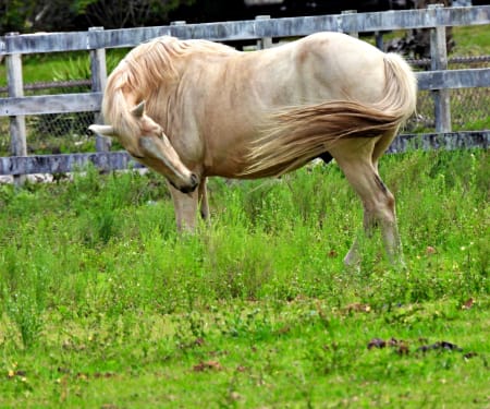 mites in horses