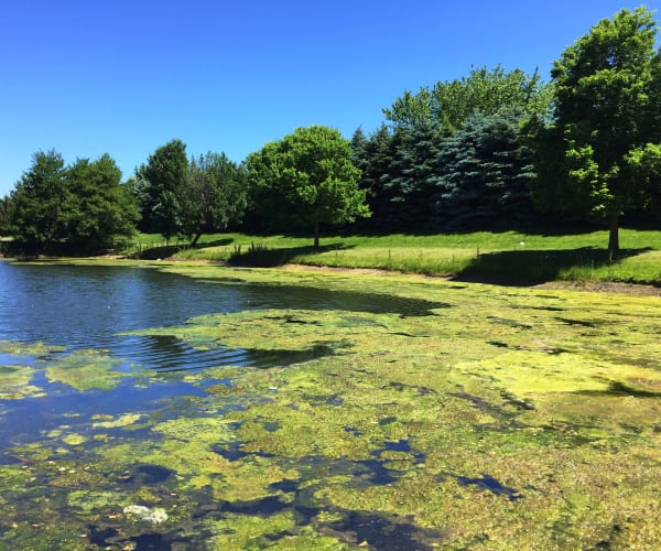 Algae growth in lake