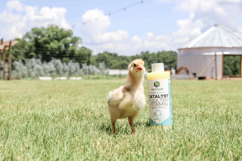 catalyst poultry vitamin