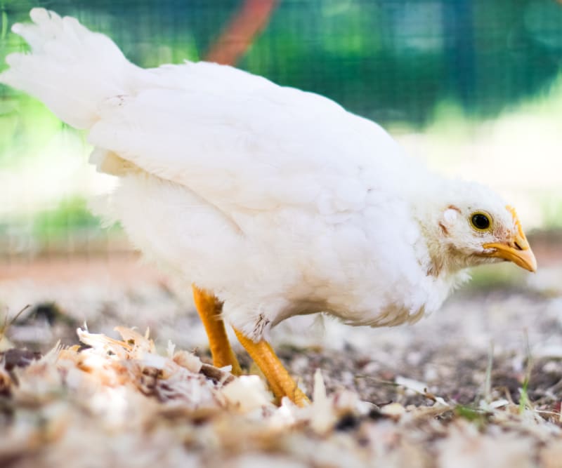 Leghorn chick