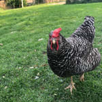 healthy backyard chicken in green grass