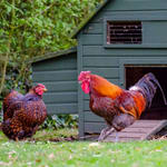 backyard chicken coop with hen and rooster