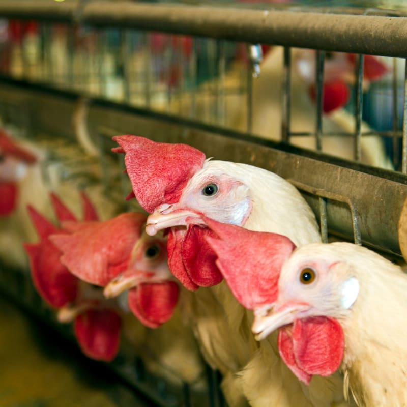 commercial poultry in poultry house