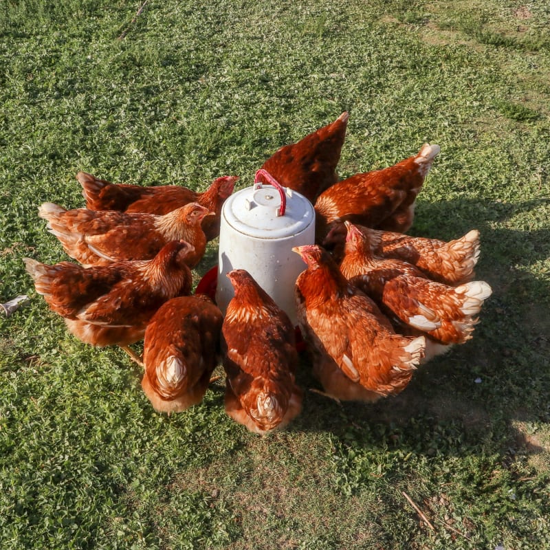 brown backyard chickens drinking water in green grass at a plastic waterer