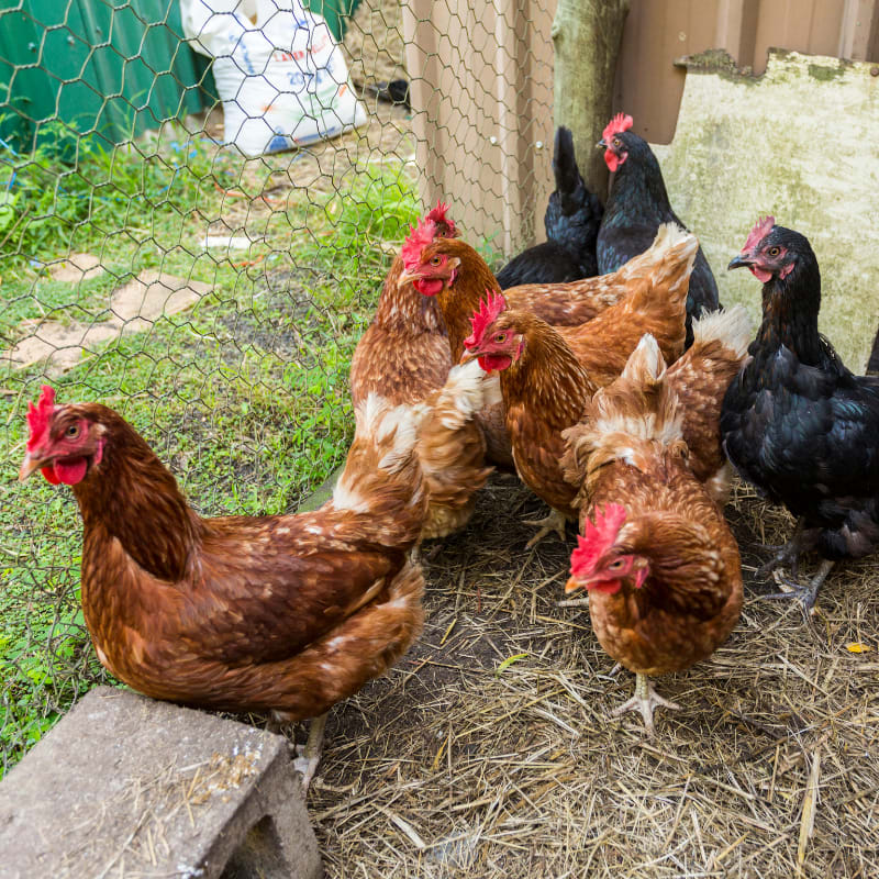 backyard chickens in chicken coop brown and black chickens in backyard chicken coop