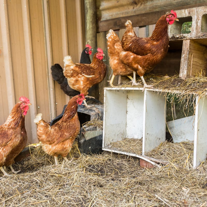 backyard brown chickens in white nesting boxes in a chicken coop with hay on the floor