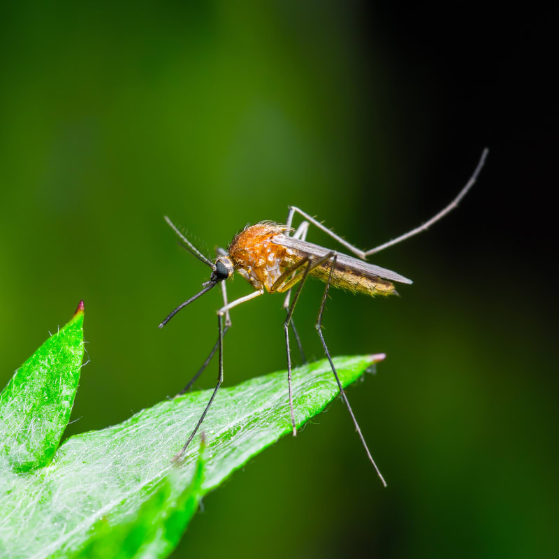 repel mosquitos naturally