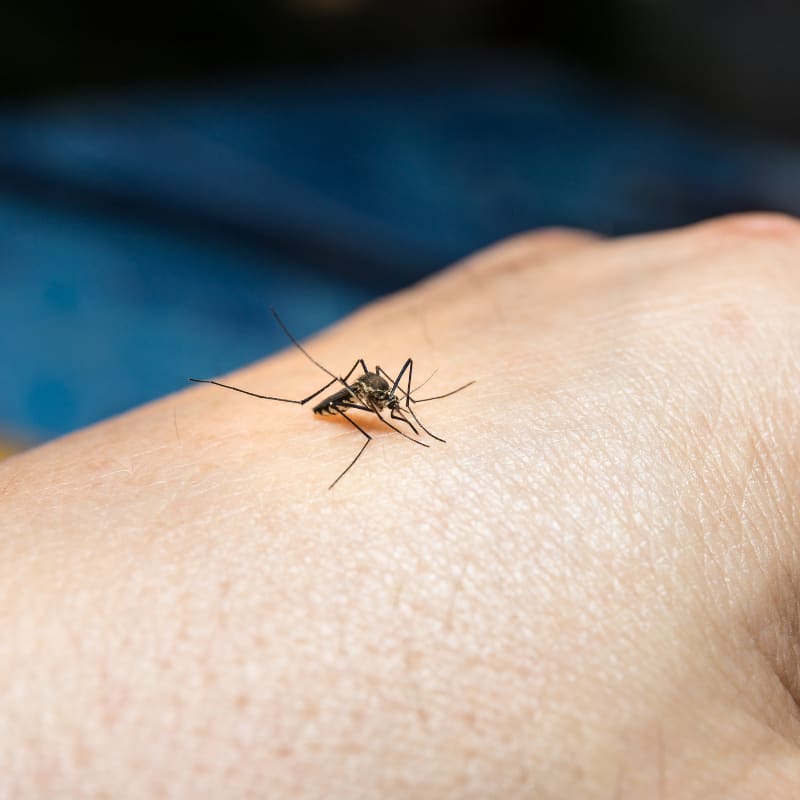 all-natural mosquito spray