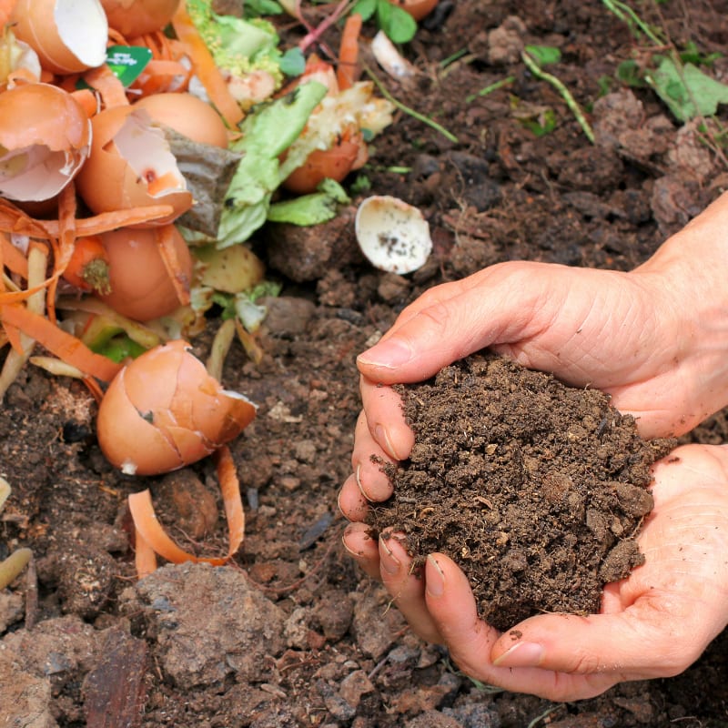 compost pile