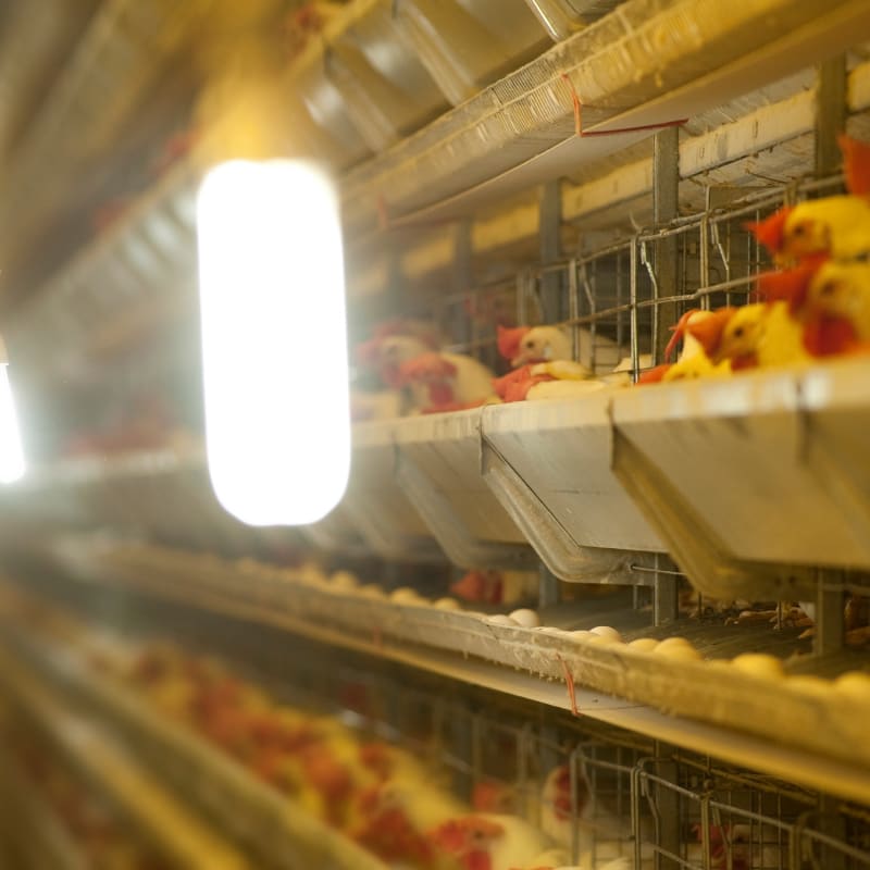 poultry house lighting