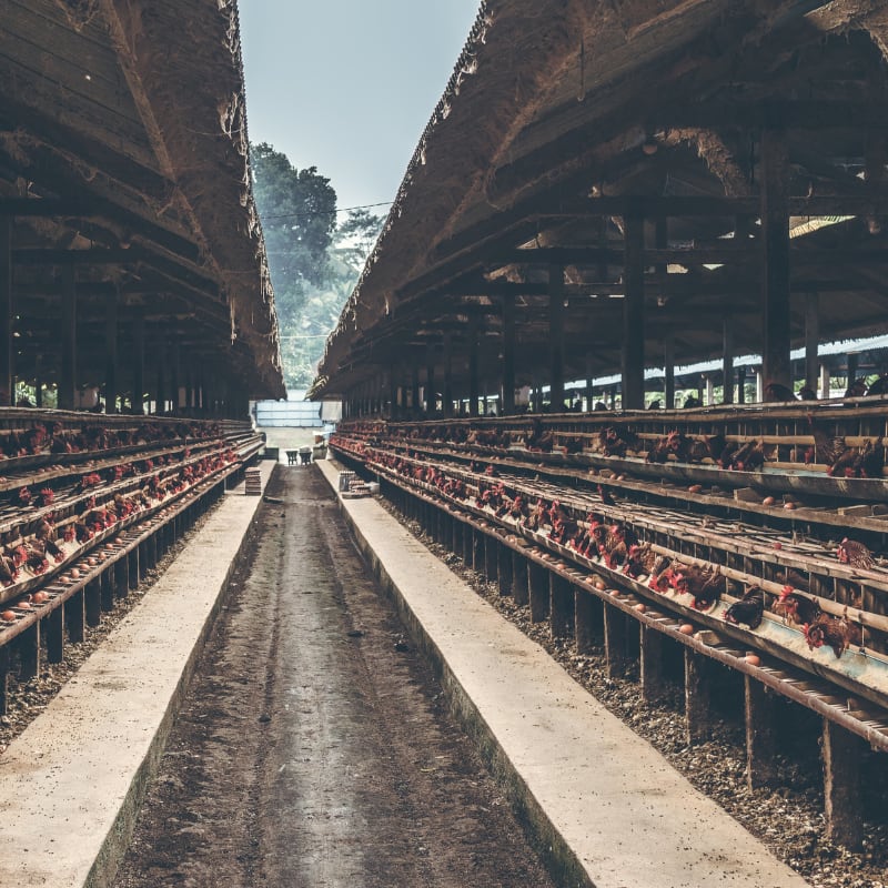 egg production sustainability