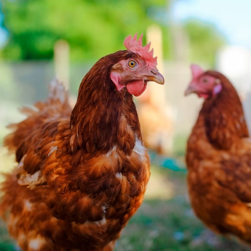 vitamins and minerals health benefits for chicken