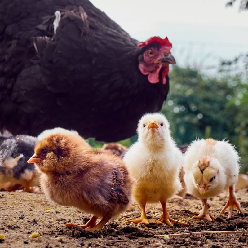 minerals and vitamins for chickens