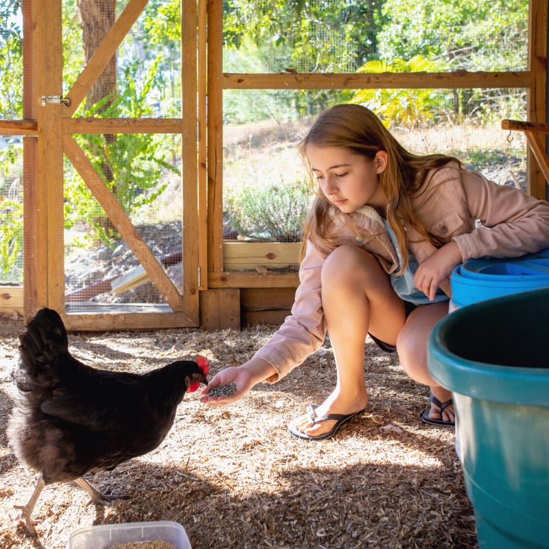 gifts for chicken keepers