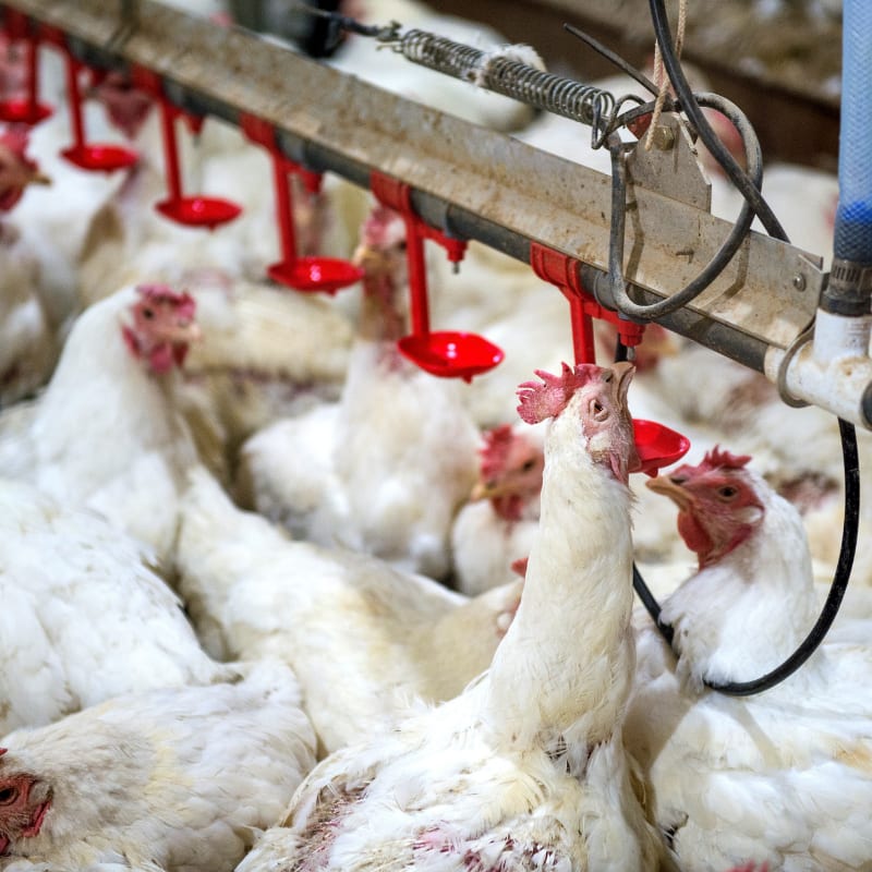 fight gangrenous dermatitis in chickens