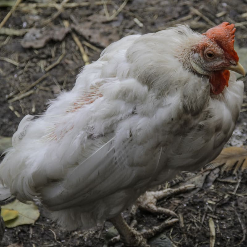 fight necrotic skin disease in poultry
