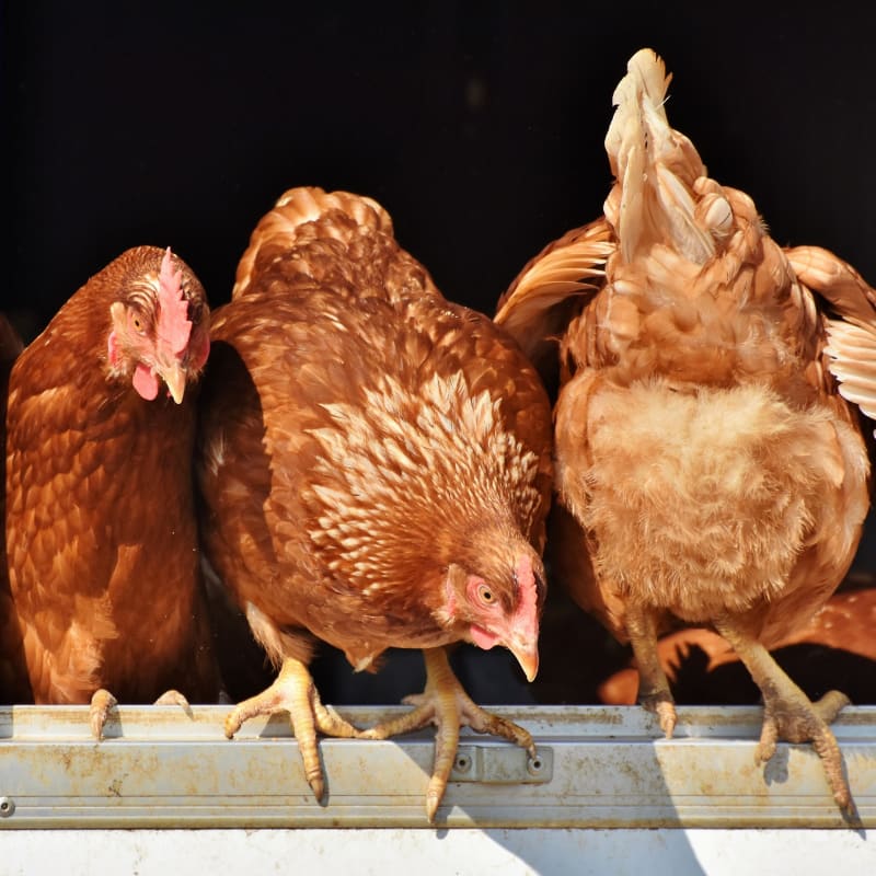 pasty butt in chickens