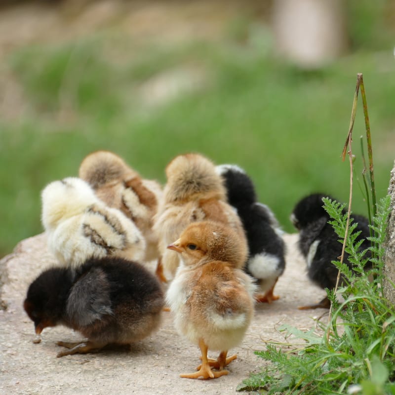 pasty butt in chicks